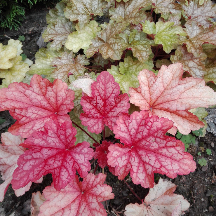 Koloru dodają żurawki.