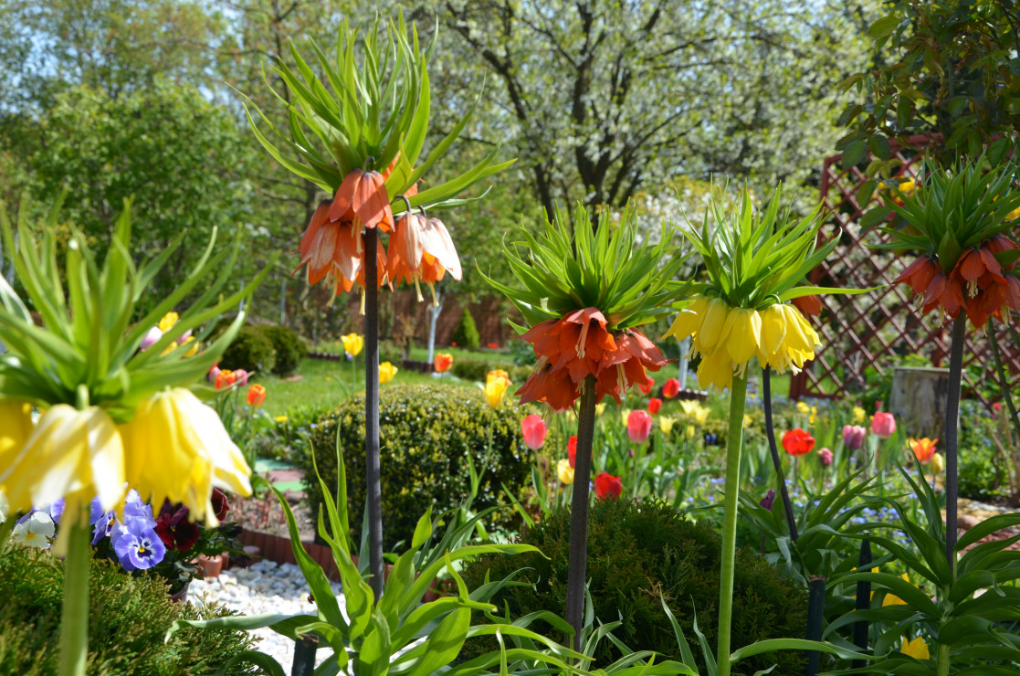 Korony cesarskie – jako jedne z niewielu, zdobią nasze ogrody swoją urodą niepowtarzalną od wiosny i zachwycają barwą kwiatów.