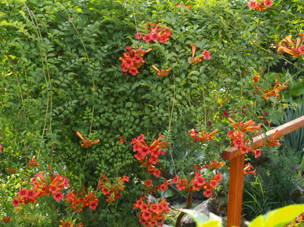 Kwitnący milin amerykański 