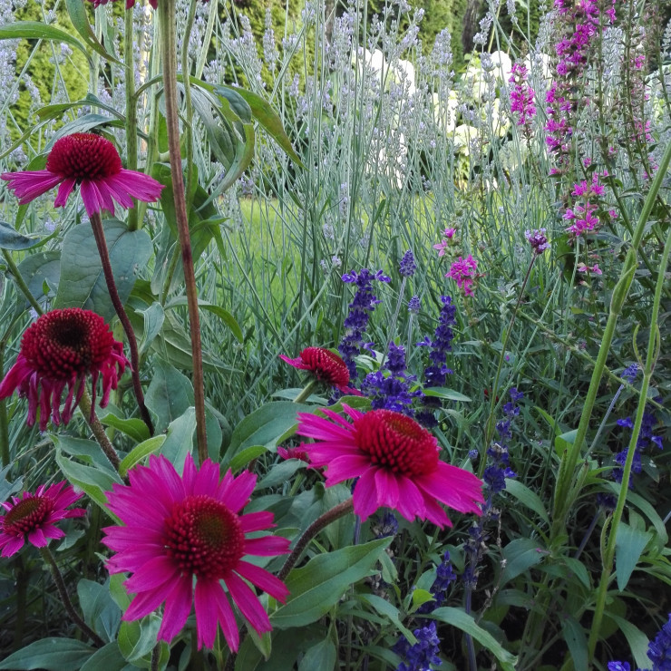 Lawenda i jeżówki przyciągają owady.