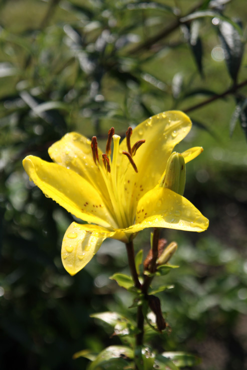 liliowce 