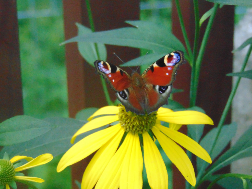Motyle też pracują w naszym ogrodzie