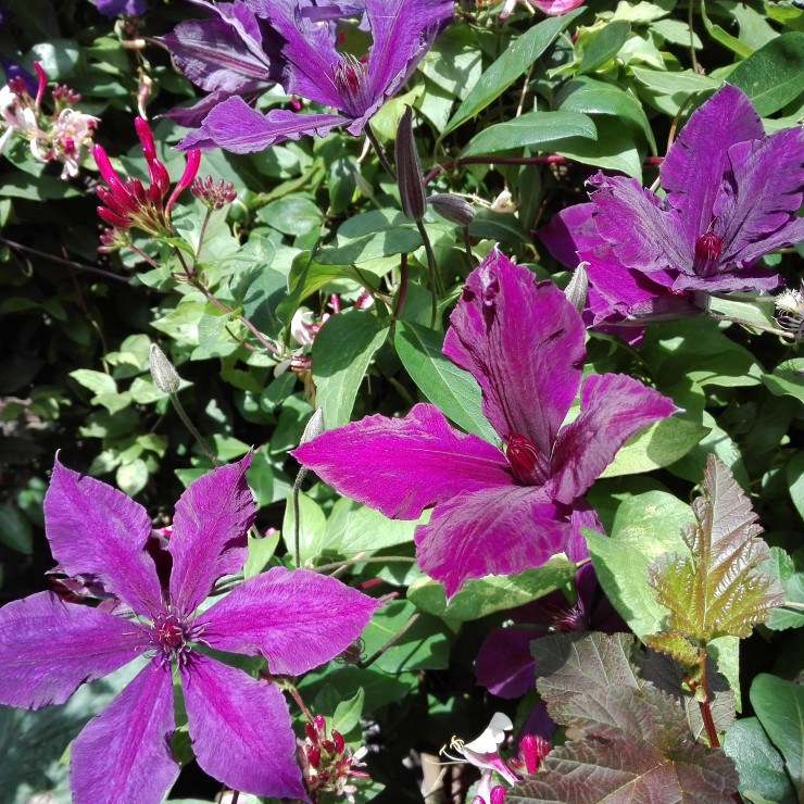 Na ogrodzeniu pnie się wiciokrzew i powojniki.