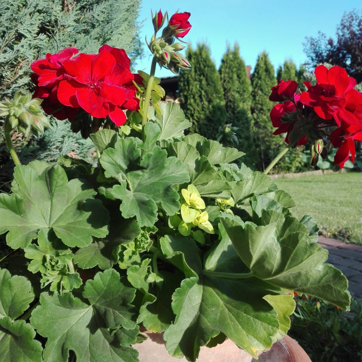 Na pełnym słońcu sprawdzają się zawsze pelargonie.