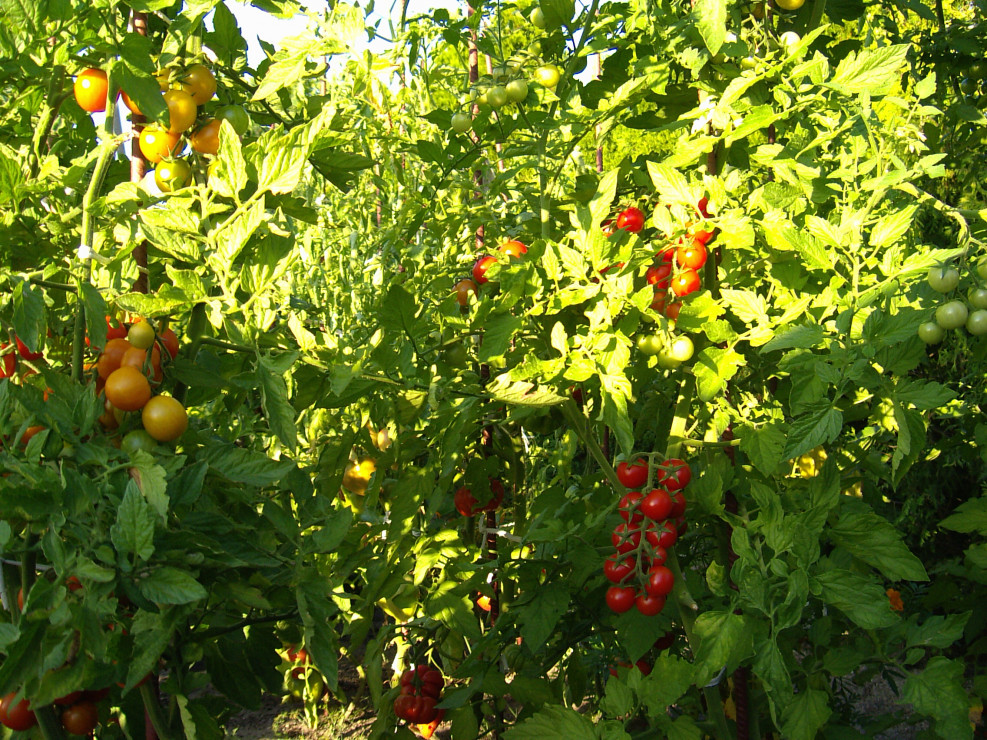 Pierwsze dojrzewające pomidory