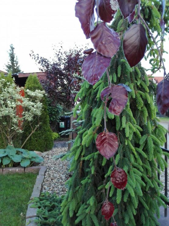 Przy ogrodzeniu rosną buki czerwone pendule i choinka pendula.