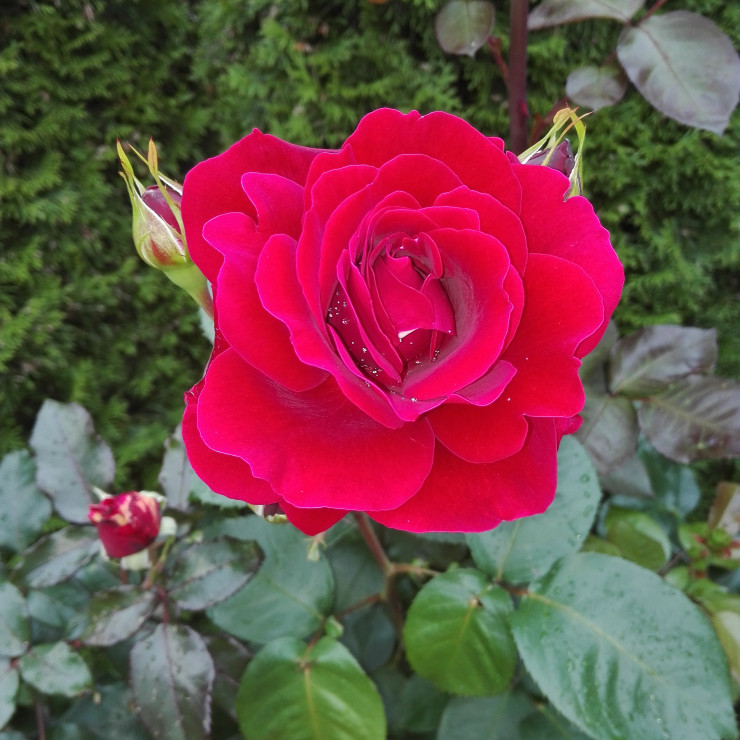 Róże - obowiązkowo.