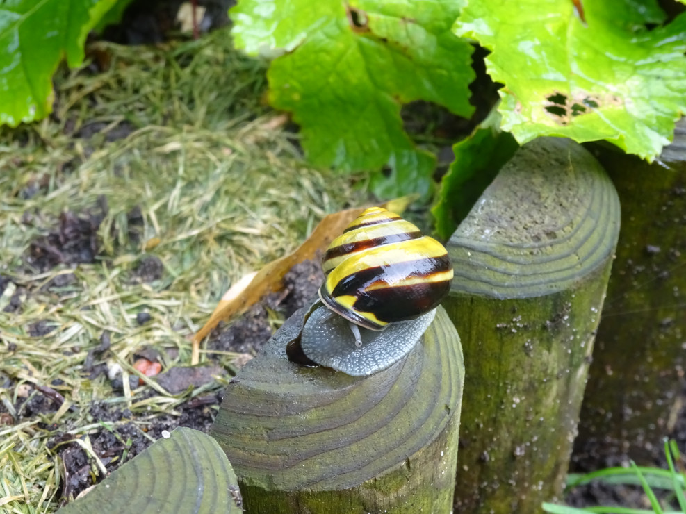 Ślimaczek.