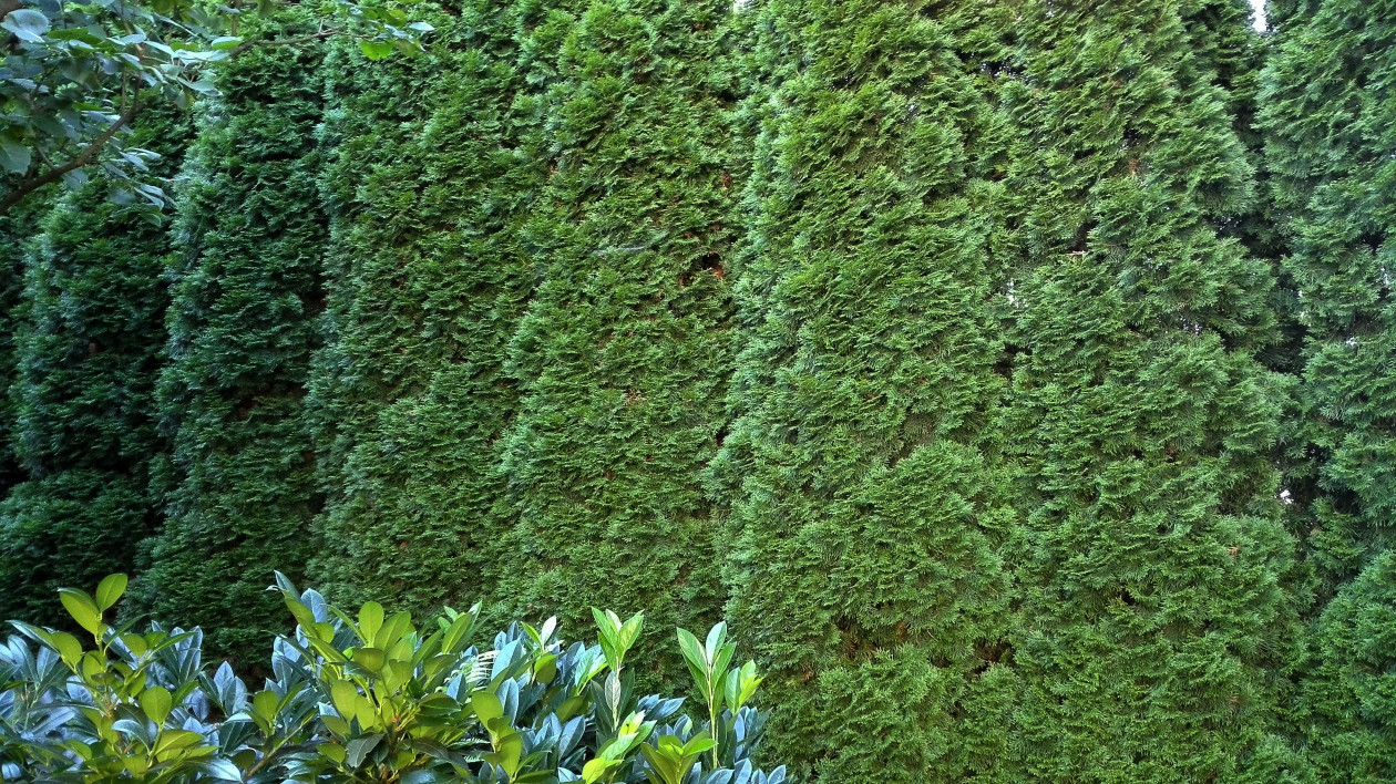 Tuje szmaragdowe o pięknym pokroju tworzą ścianę zieleni.