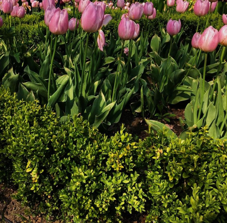 Tulipany- urody trudno nie zauważyć, mocne kolory unoszące się nad rabatami rozweselają wiosenny ogród.