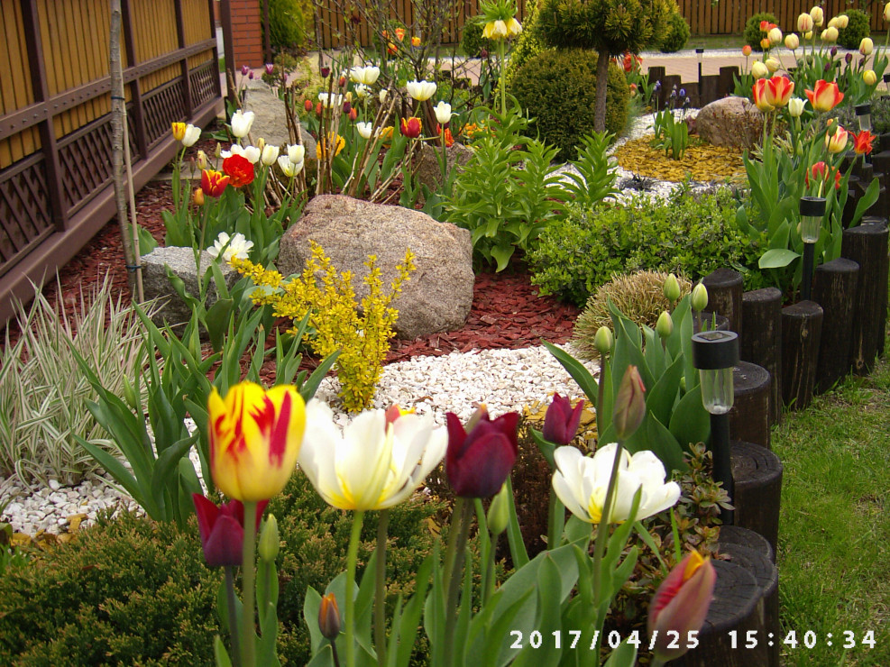 Tulipany w pełnej okazałości