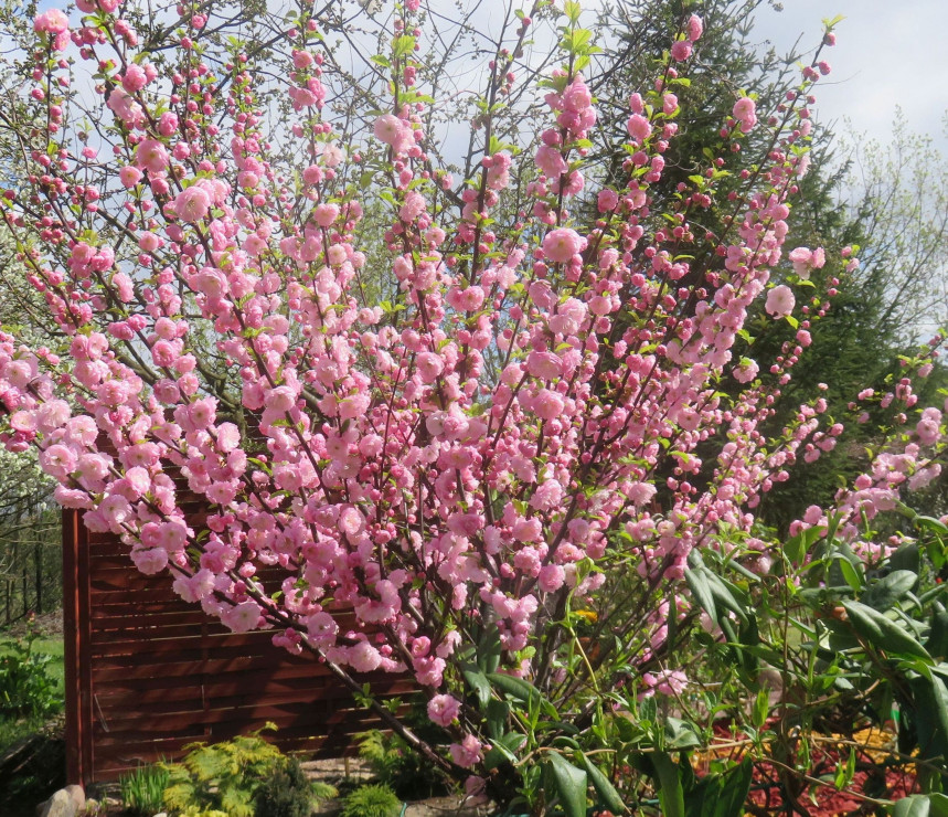 Urocze drzewko „Migdałka”- ozdoba ogrodu od wczesnej wiosny.
