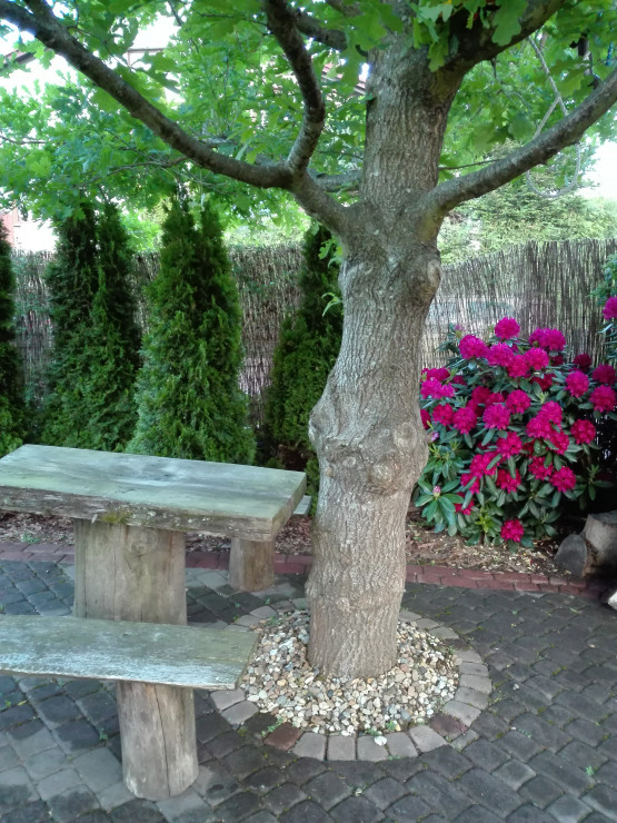 W maju króluje rododendron.