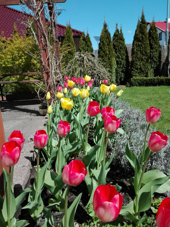 Wczesną wiosną pysznią się tulipany.