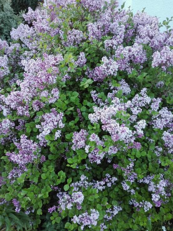 Wiosną cały ogród wypełniony jest zapachem lilaka Meyera.