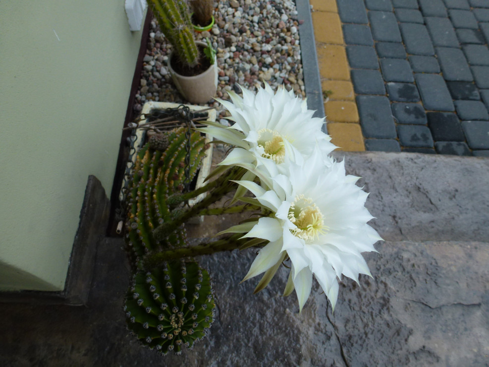 Bardzo piękne trąbkowe kwiaty kaktusa.
