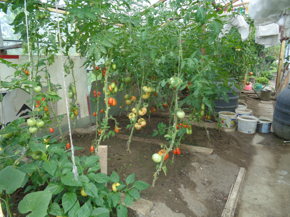 Dojrzewające pomidory i papryka