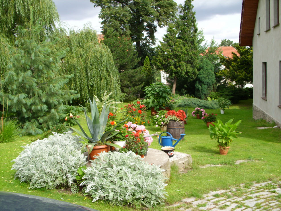 Drzewa i roślinki