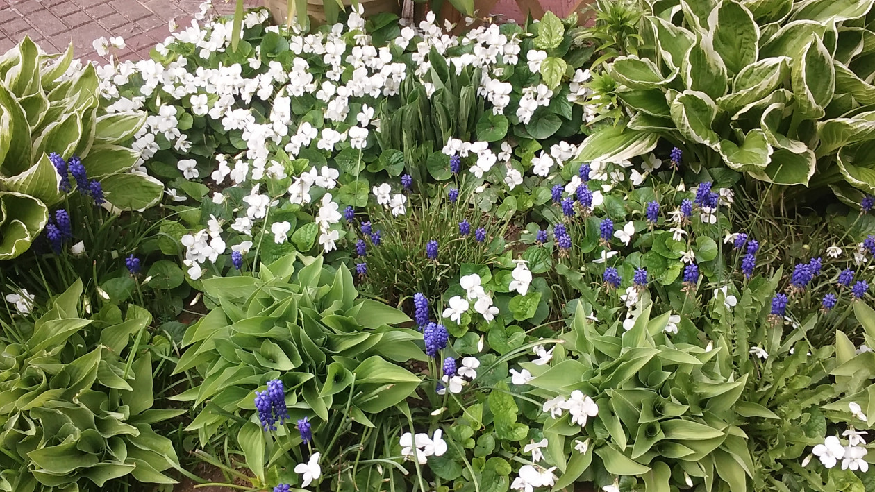  FIOŁKI , IRYSKI ,FUNKIE A ZA CHILE POMIĘDZY  NIMI POKAŻĄ SWOJE PIĘKNO BIAŁO LILIE,O SŁODKIM ZAPACHU ! COŚ DLA OKA I  NOSA-WIDOK I ZAPACH .CUDO !