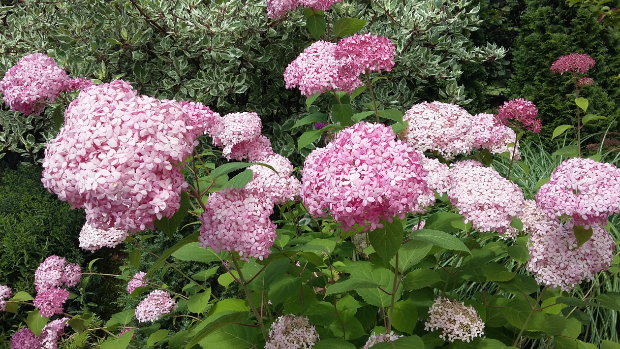 Hortensja drzewiasta „Pink Annabelle” 