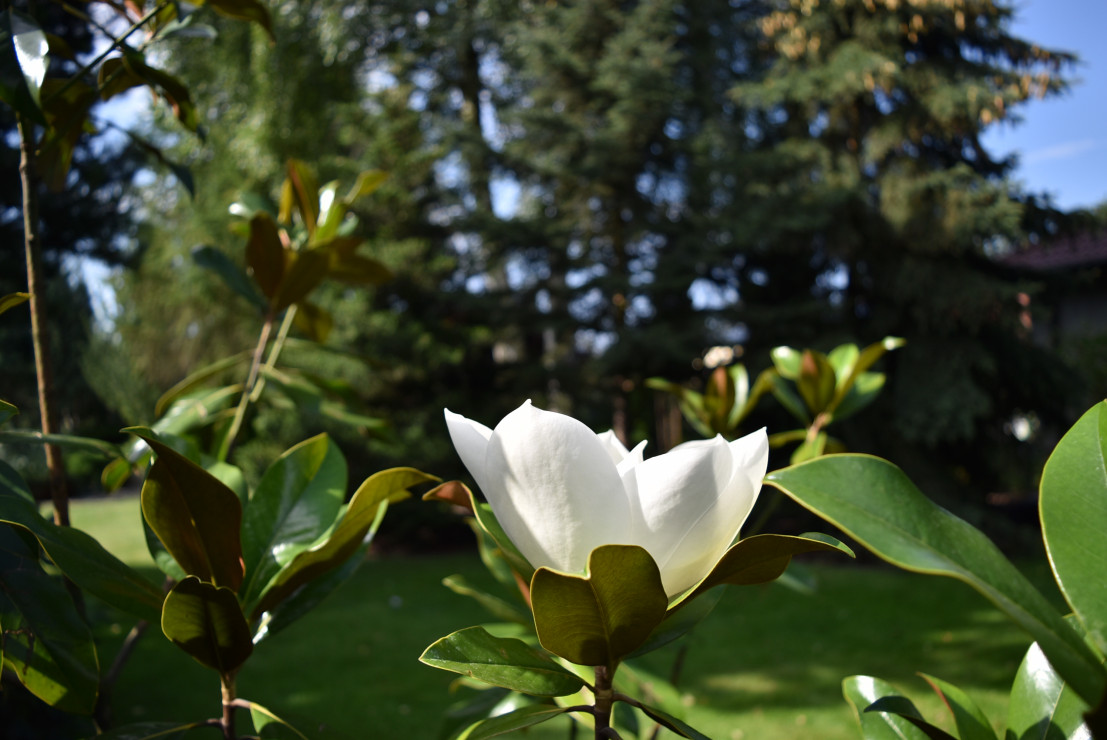 I na koniec – ogrodowy rarytas. Zimozielona, o błyszczących, skórzastych liściach magnolia grandiflora.  Podobno w naszym kraju kwitnie rzadko. Ta zakwitła w lipcu, a kwiaty ma piękne, w kolorze ecru, duże, o niesamowitym zapachu.