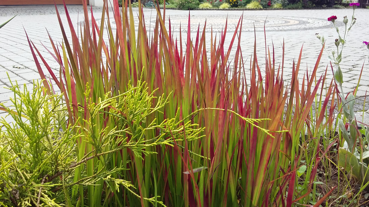 Imperata cylindryczna „Red Baron” pięknie wygląda podświetlona przez słońce