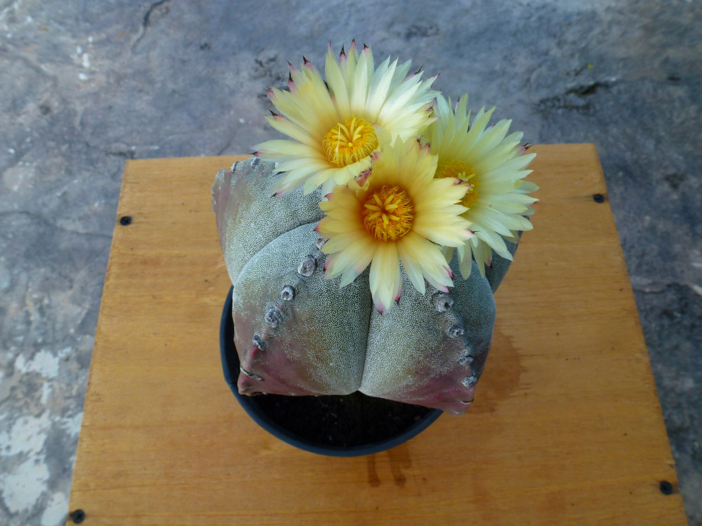 Kaktus z kwiatkami jak suchołuski.