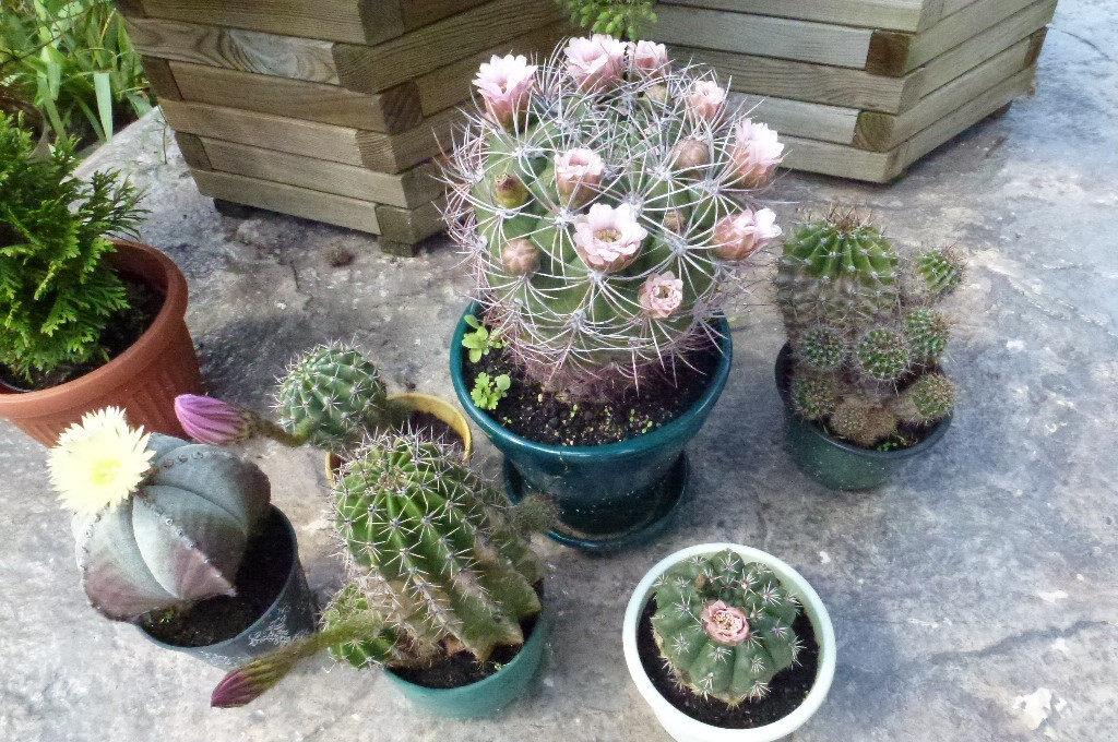Kępa kwitnących kaktusów z jednym szczególnie bogatym w kwiaty.