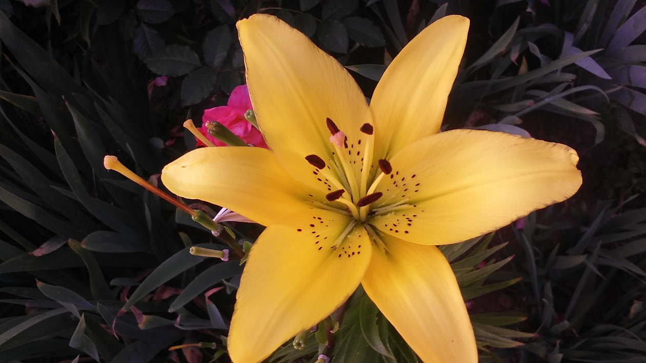 LILIA KOLORU SŁOŃCA