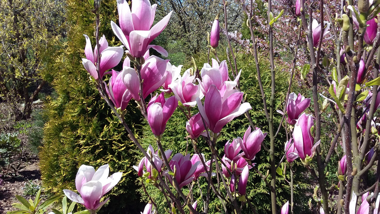 Magnolia „Lennei” każdej wiosny zachwyca pięknymi kwiatami