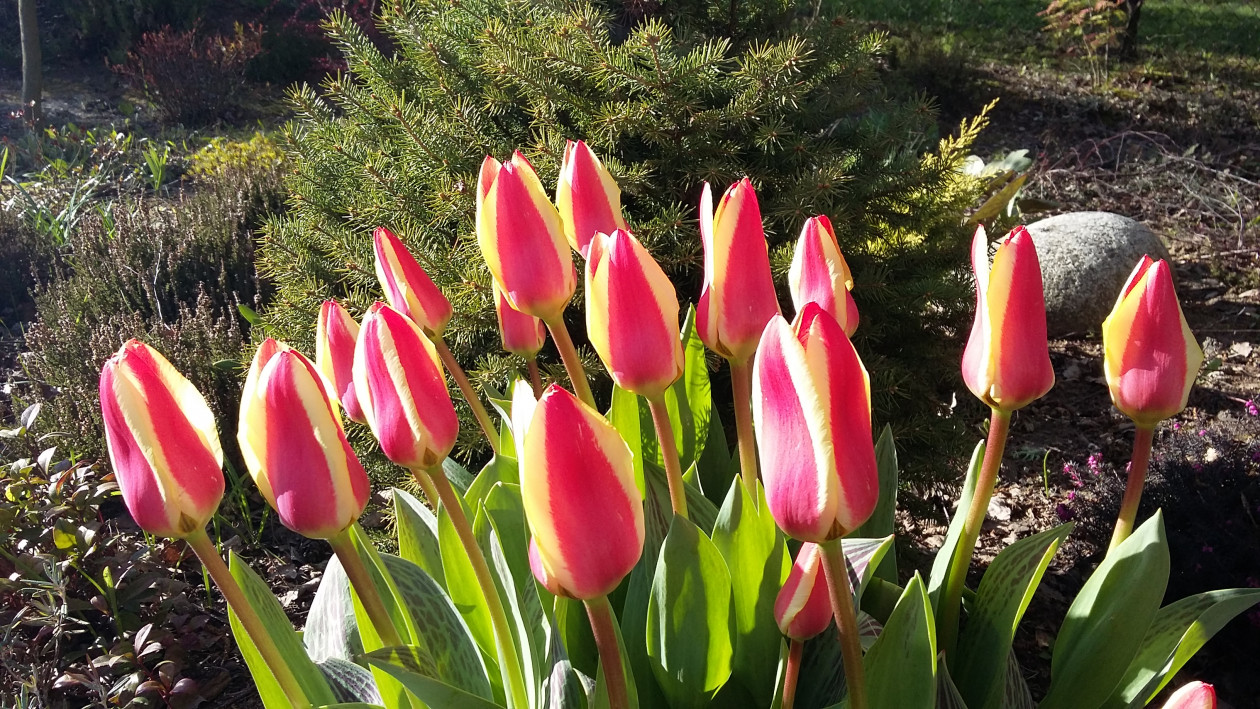 Miniaturowe tulipany
