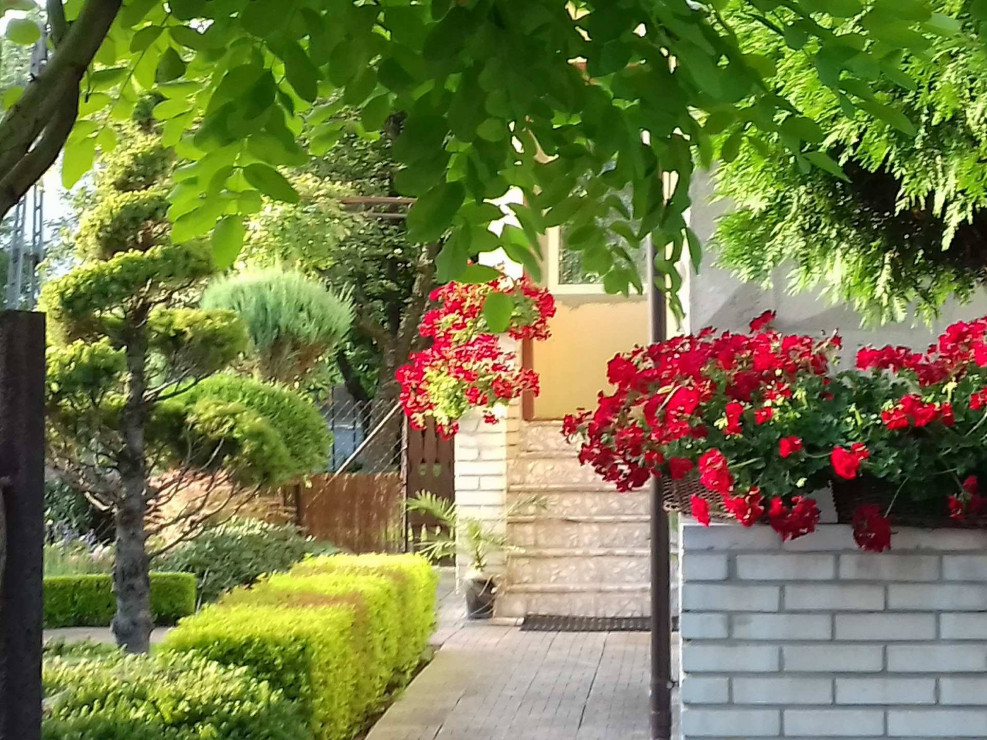 Moje pelargonie