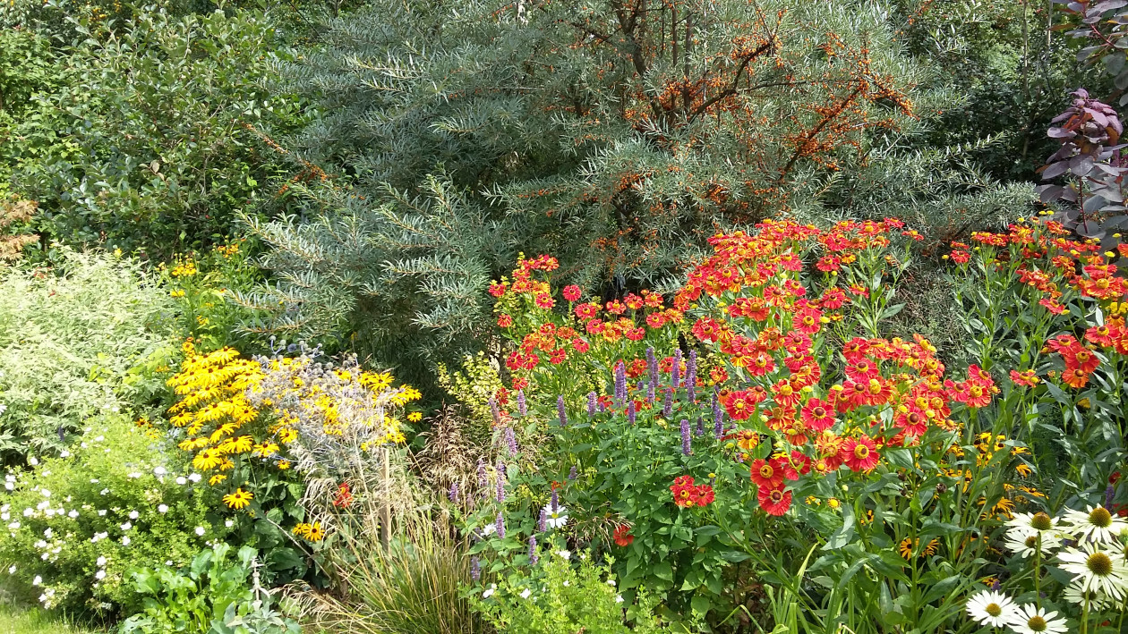 Na rabacie bylinowej m.in. dzielżan „Moerheim Beauty”, rudbekia „Goldsturm”, kłosowiec fenkułowy, biała jeżówka, mikołajek płaskolistny i trawy. Z tyłu rabaty owocujący rokitnik