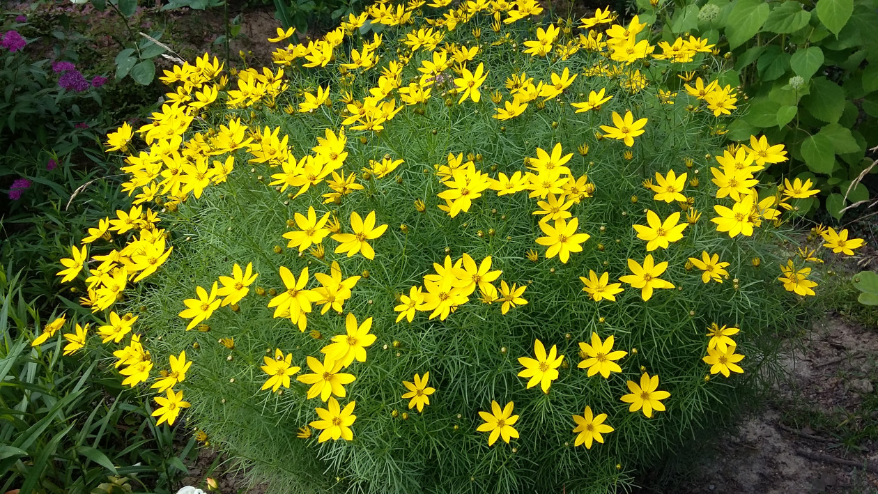 Nachyłek okółkowy rozświetla ogród złotymi gwiazdkami kwiatów