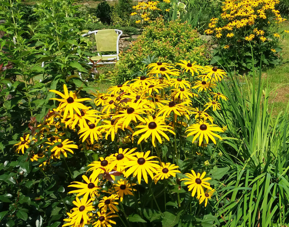 Rudbekia 