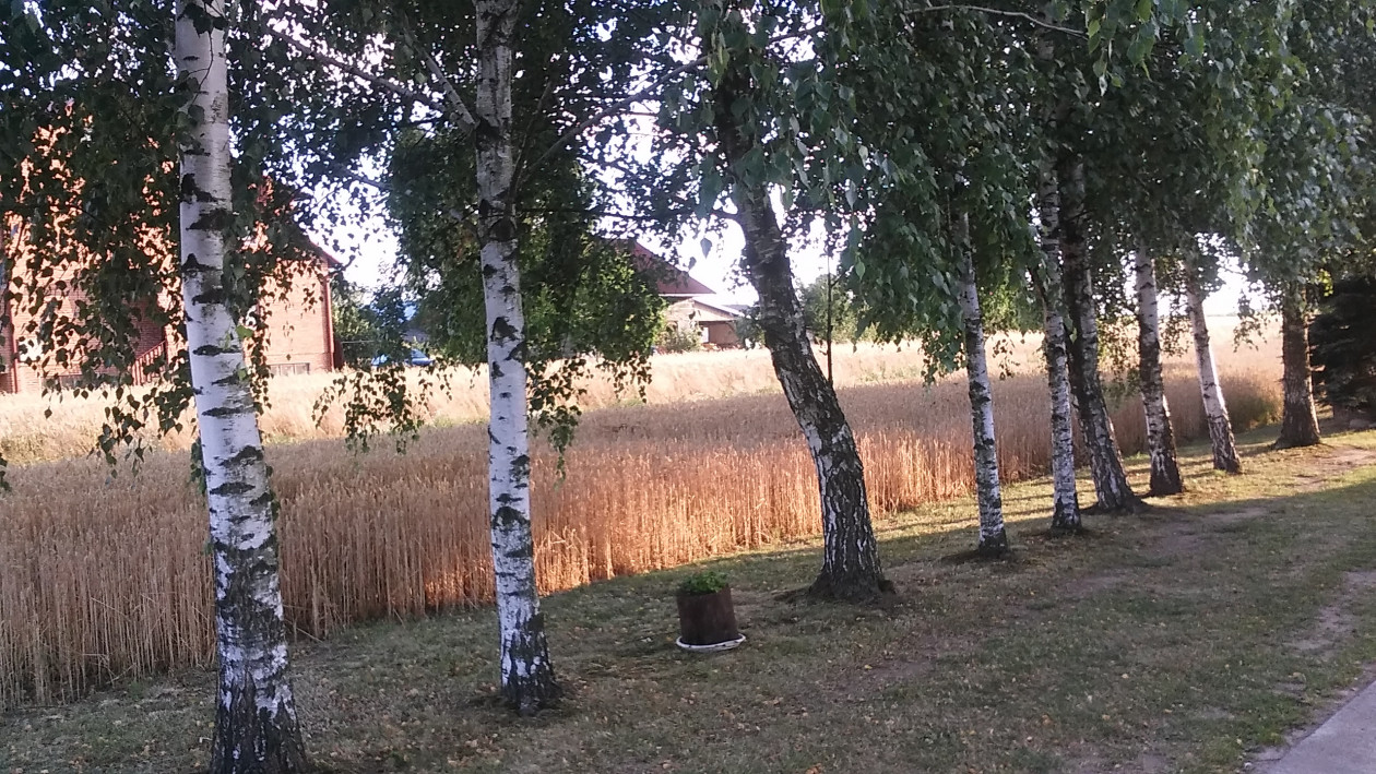 TAK DORODNE ŁANY ZBÓŻ OTACZAJĄ MOJA POSESJĘ Z OGRODEM Z TRZECH STRON.NIE JESTEM W STANIE OPISAĆ JAK PIĘKNIE PACHNIE KŁOSZĄCE SIĘ ZBORZE,JAK PĘKAJĄ DOJRZEWAJĄCE ZIARNA ZBÓŻ ,JAK PACHNIE ZBIERANA SŁOMA I JAK ŚPIEWAJĄ ŚWIERSZCZE WIECZOREM SKRYTE W ŁANACH,JAK