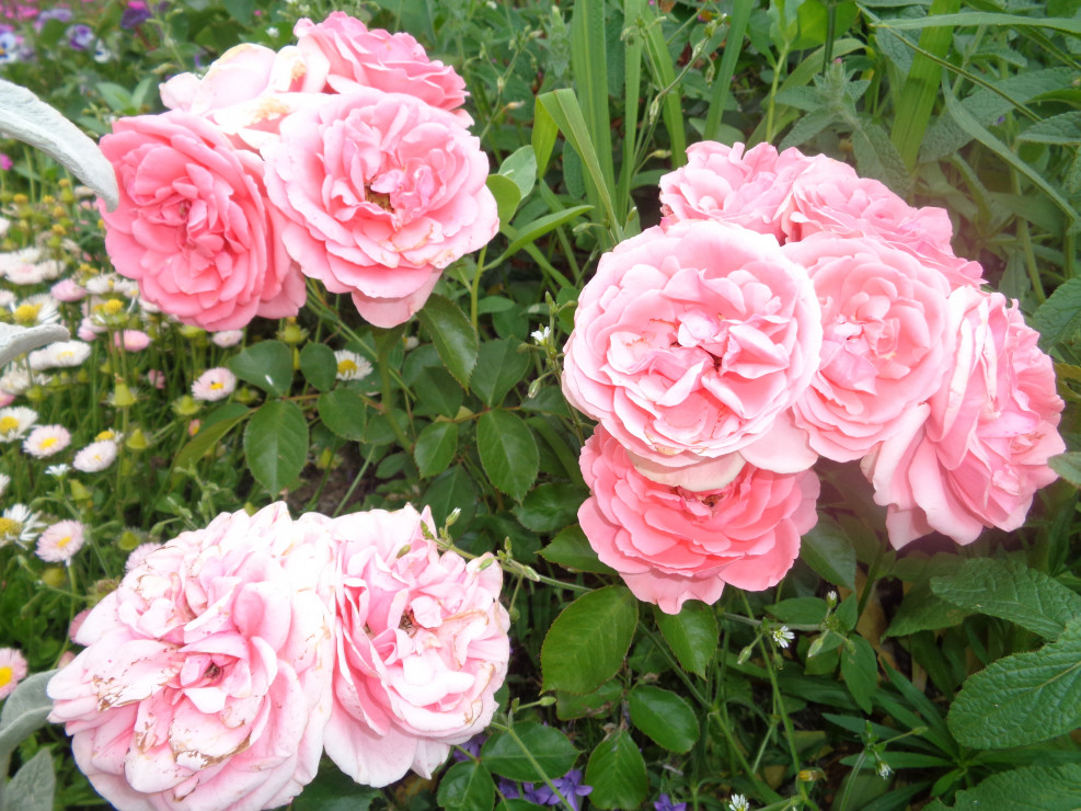 Te wielokwiatowe róże wspaniale czują się w naszym ogrodzie. 