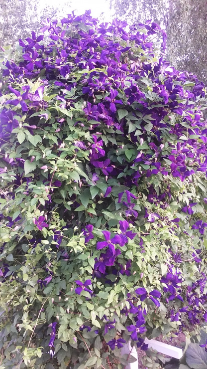  TEN ODPORNY POWOJNIK  ZACHWYCA SWOJĄ URODĄ CO ROKU