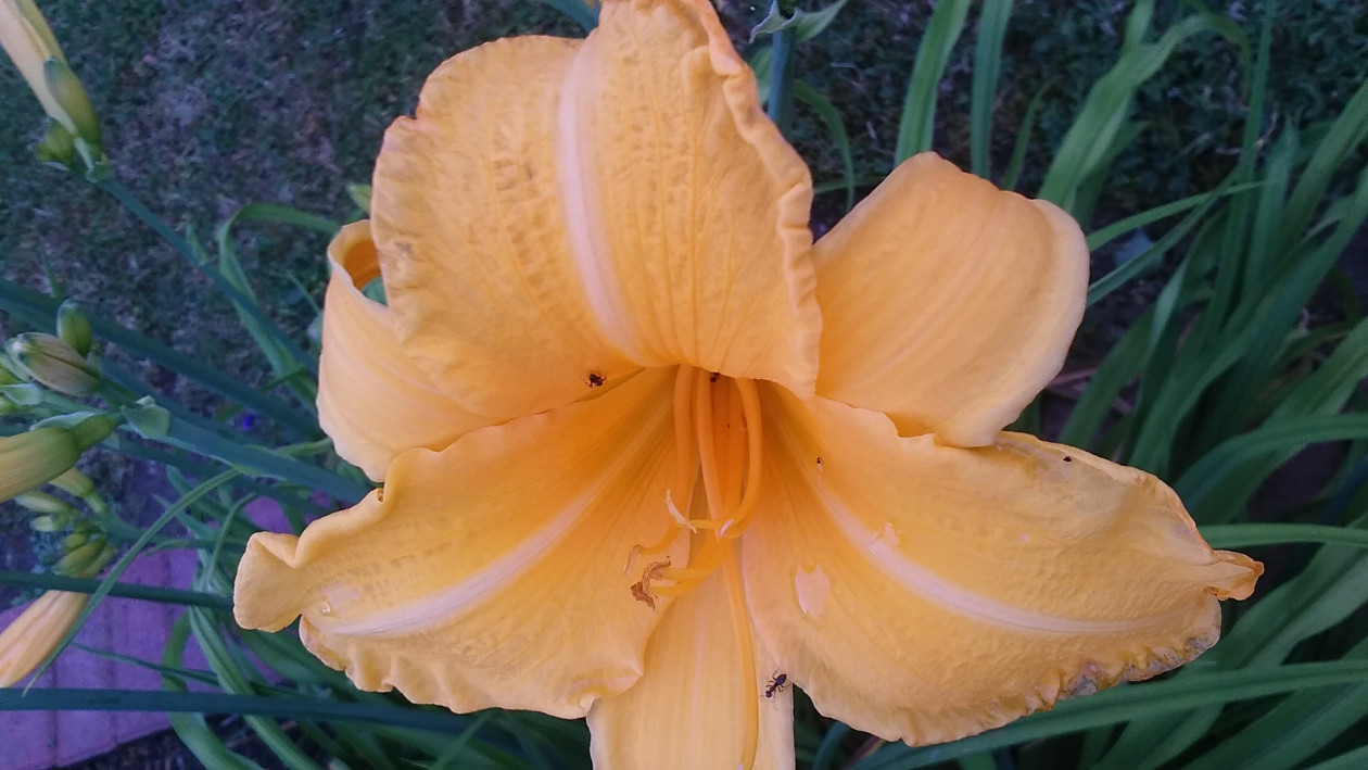 ULUBIONY  DŁUGO KWITNĄCY LILIOWIEC