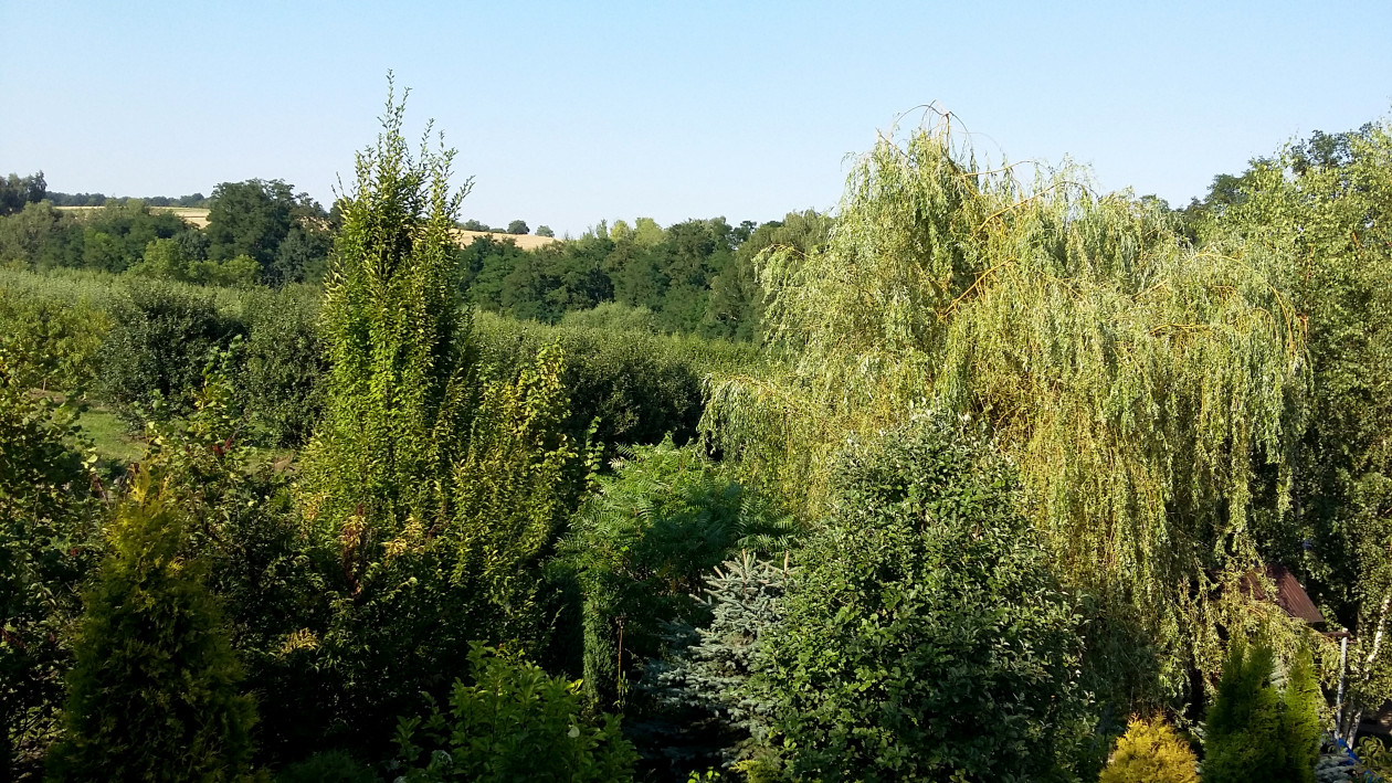 Widok z balkonu – zieleń naszych roślin łączy się z otaczającym krajobrazem, co sprawia, że granice ogrodu są niewidoczne