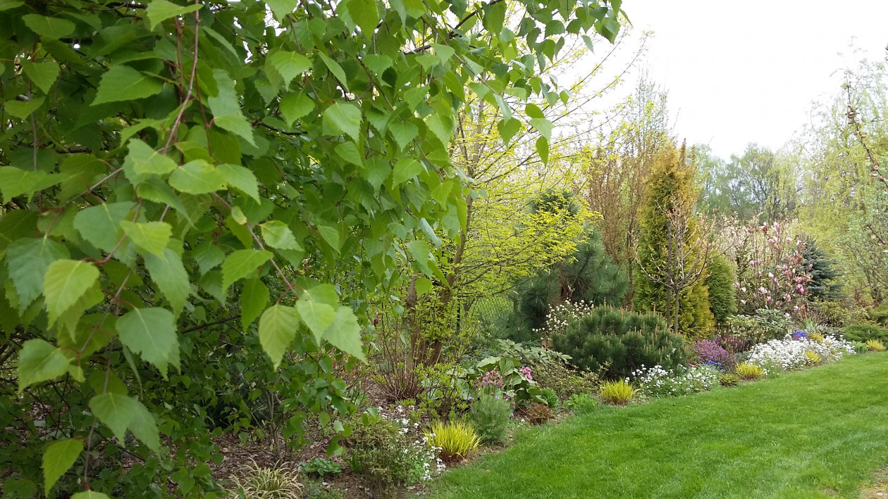 Wiosną ogród zachwyca świeżą zielenią młodych liści i pastelowymi barwami kwiatów