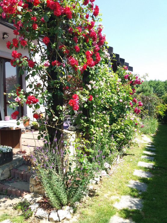 pergola osłaniająca taras