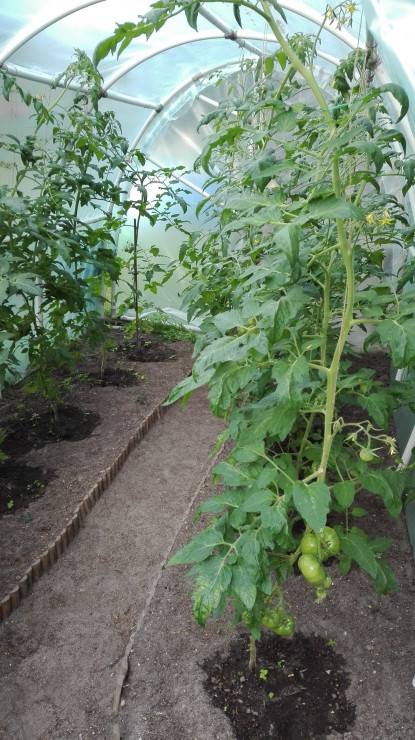 Pod folią uprawiamy własne pomidory.