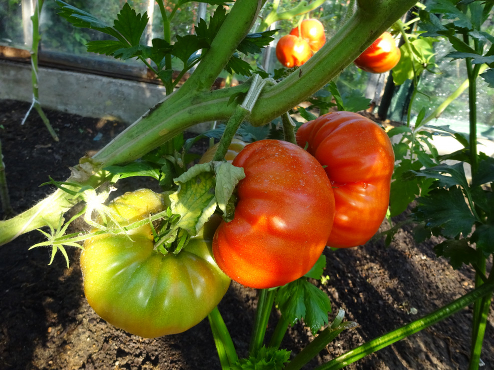 Pomidory Brutus nie mają dużo owoców ale są smaczne i duże.