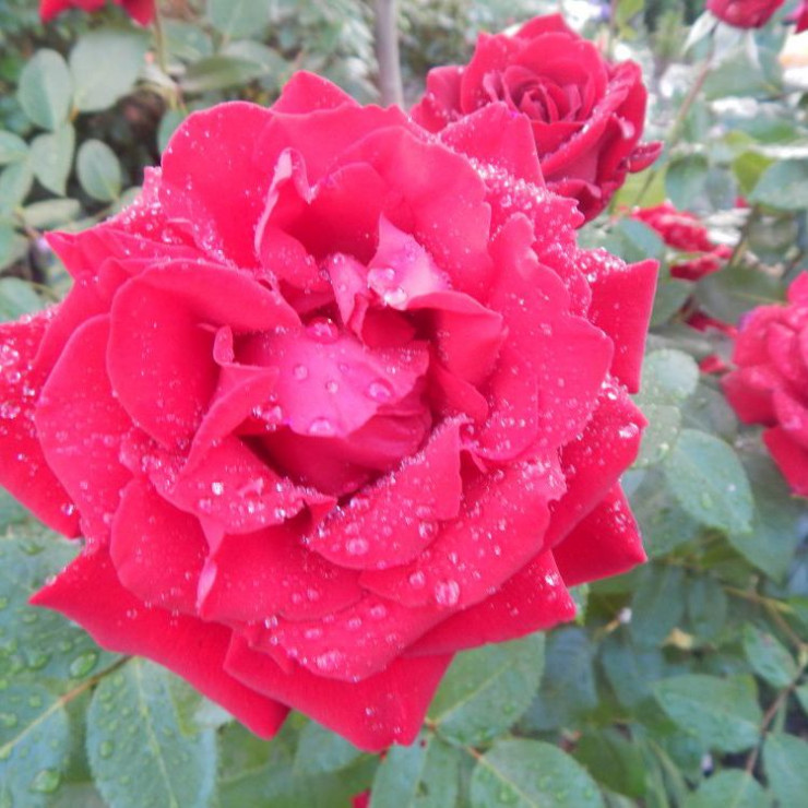 Róża w kroplach deszczu