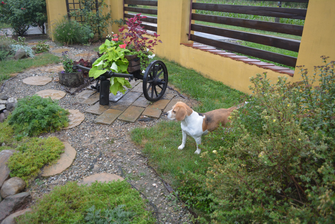 Swoje miejsce w ogrodzie ma też pies ogrodnika :)