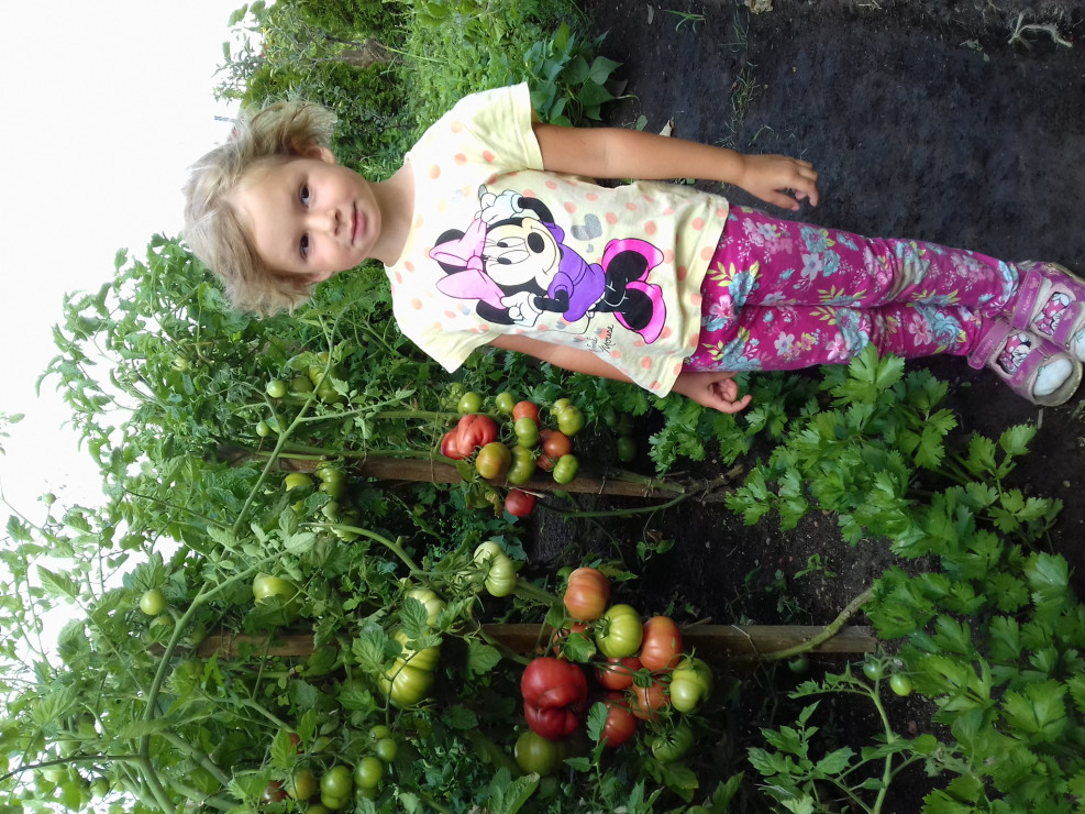 Nasze pomidory. Co roku sama wysiewam i sadzę do ogrodu.