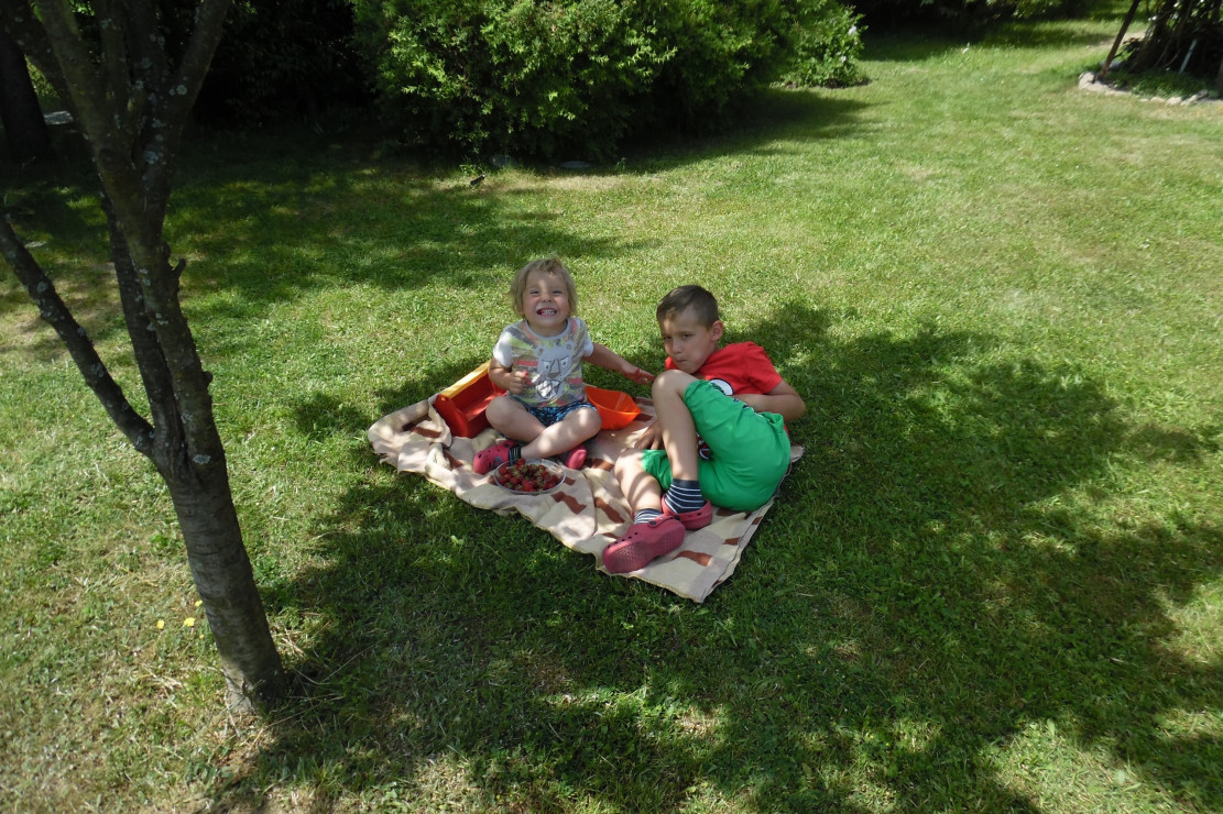 piknik w cieniu śliwki