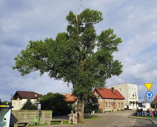 Polskę w tym edycji 2018 konkursu reprezentuje ponad 220 letnia Topla Helena (topola czarna populus nigra) z Hela w województwie Pomorskim.