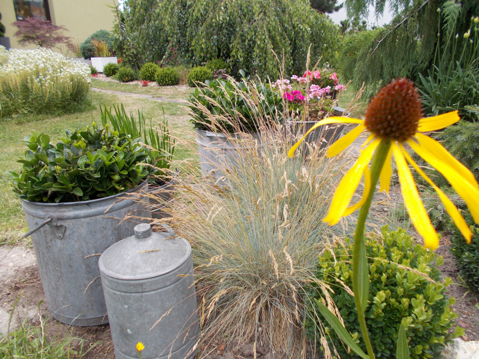 Jeżówka żółta - echinacea paradoxa.